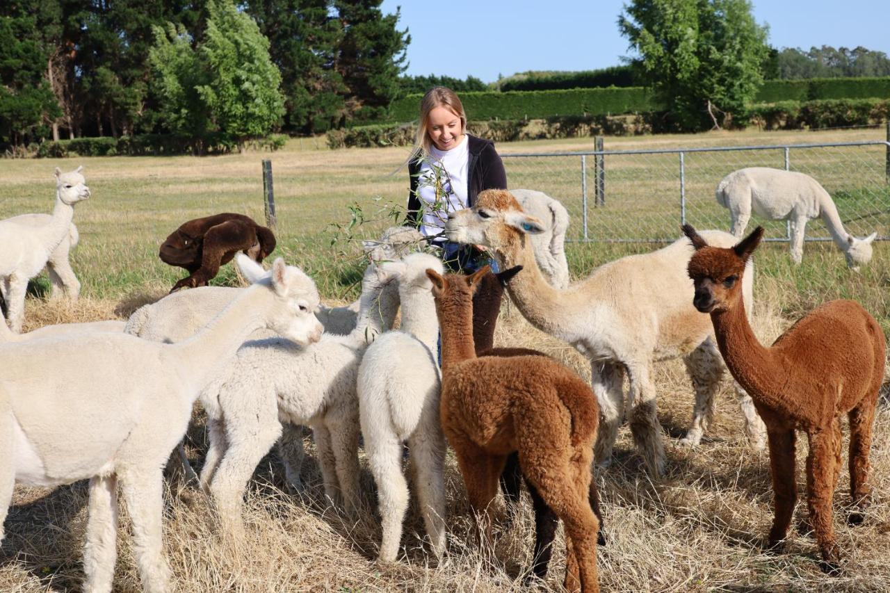 Silverstream Alpaca Farmstay & Tour Kaiapoi Esterno foto