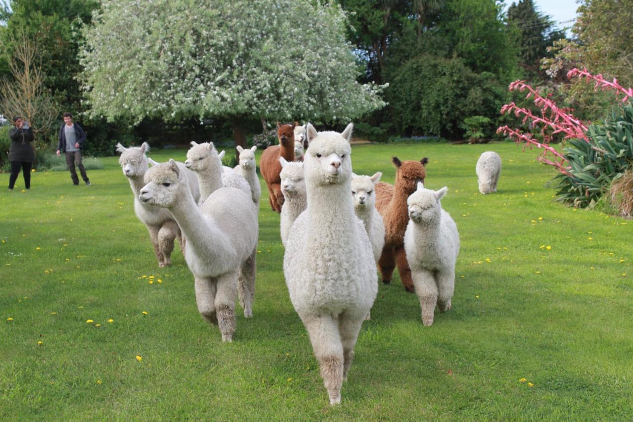 Silverstream Alpaca Farmstay & Tour Kaiapoi Esterno foto