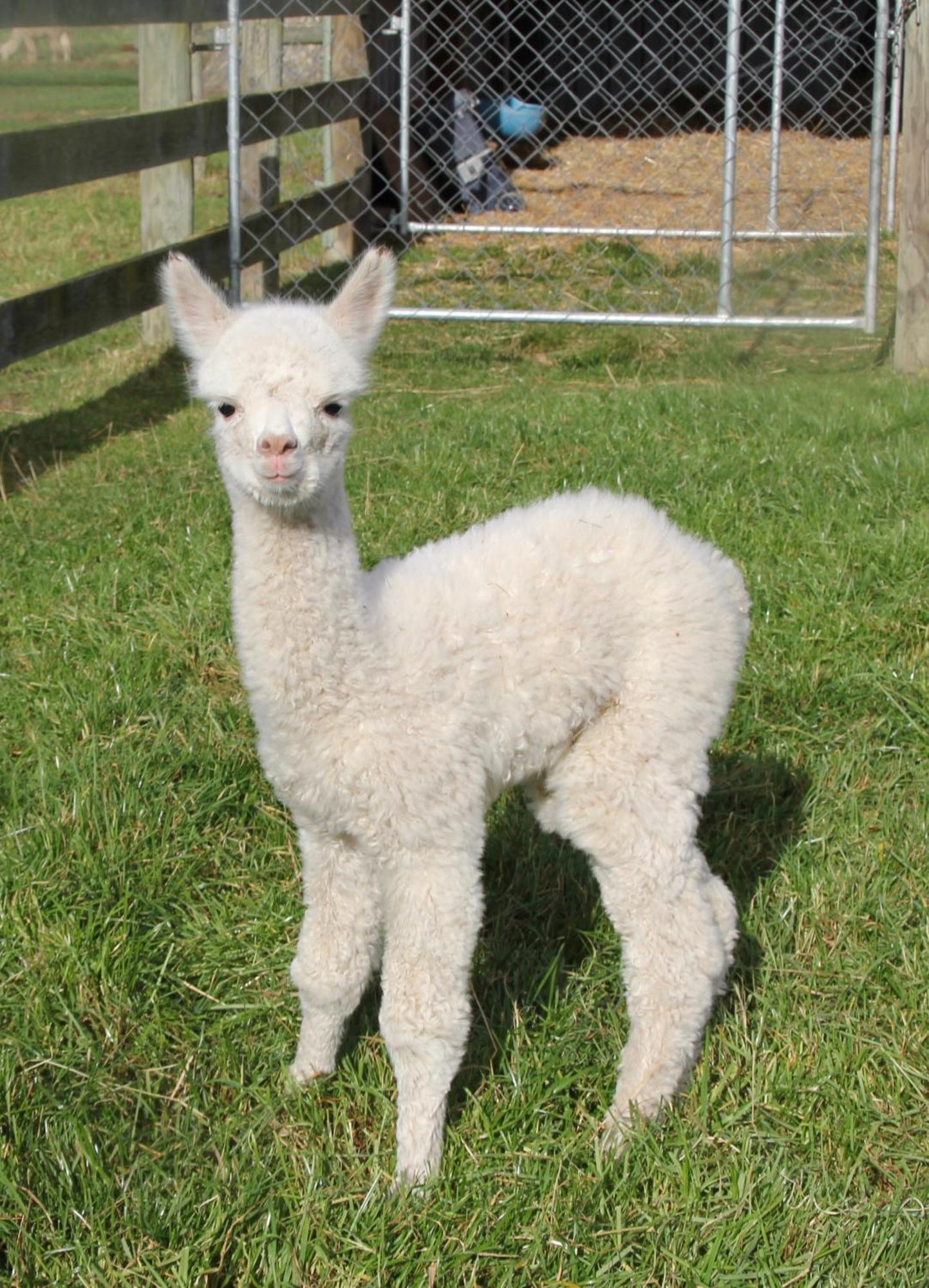 Silverstream Alpaca Farmstay & Tour Kaiapoi Esterno foto