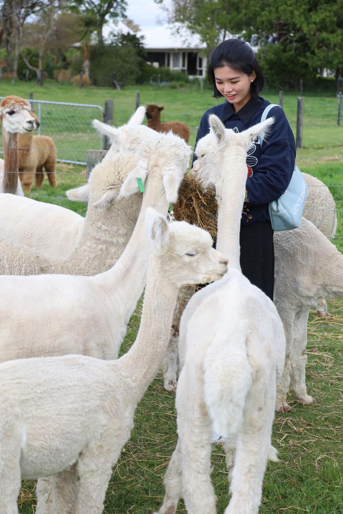 Silverstream Alpaca Farmstay & Tour Kaiapoi Esterno foto