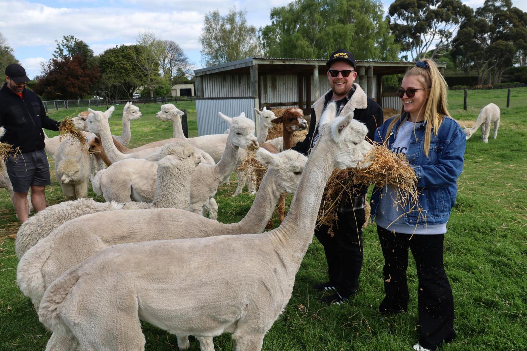 Silverstream Alpaca Farmstay & Tour Kaiapoi Esterno foto