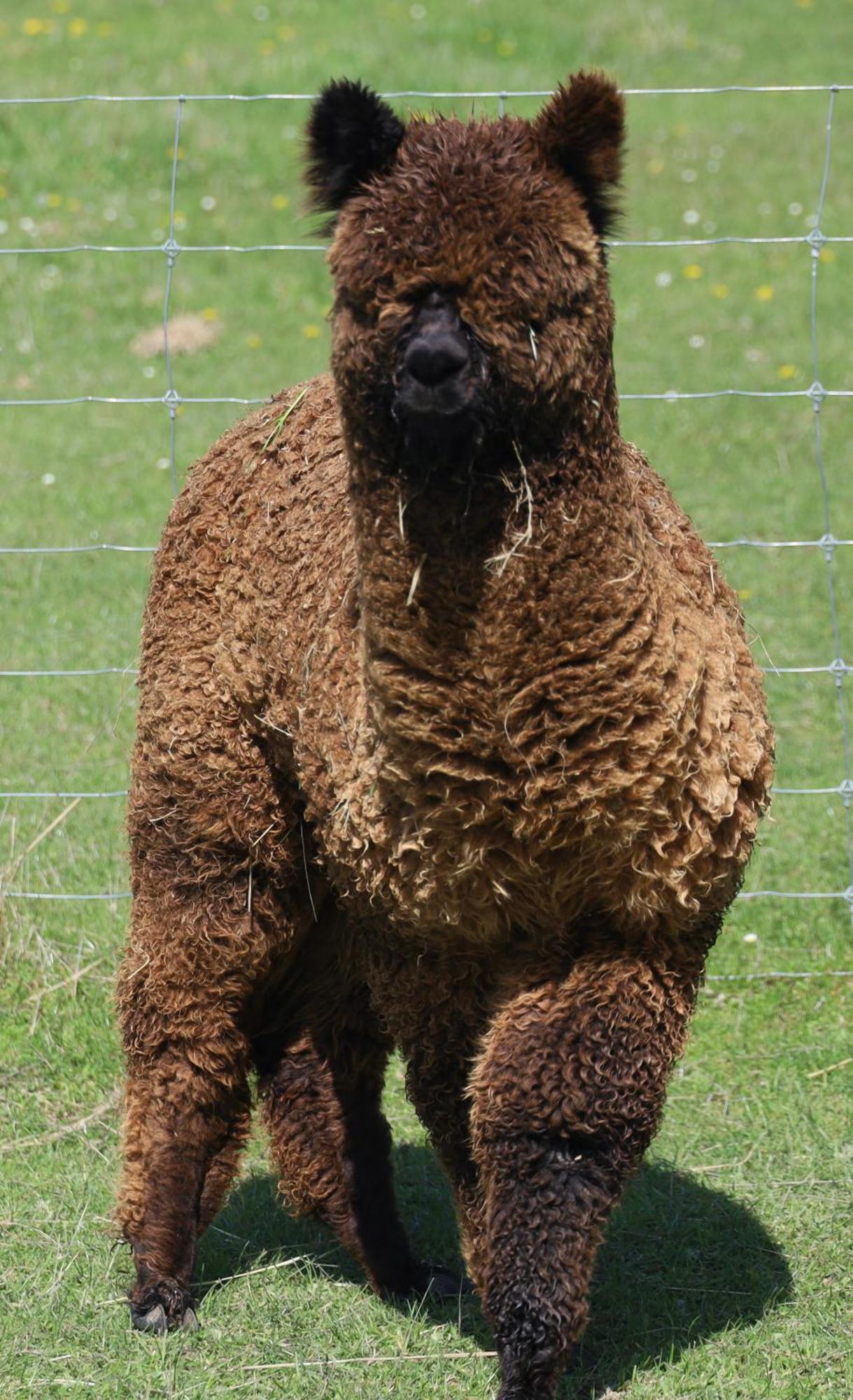 Silverstream Alpaca Farmstay & Tour Kaiapoi Esterno foto