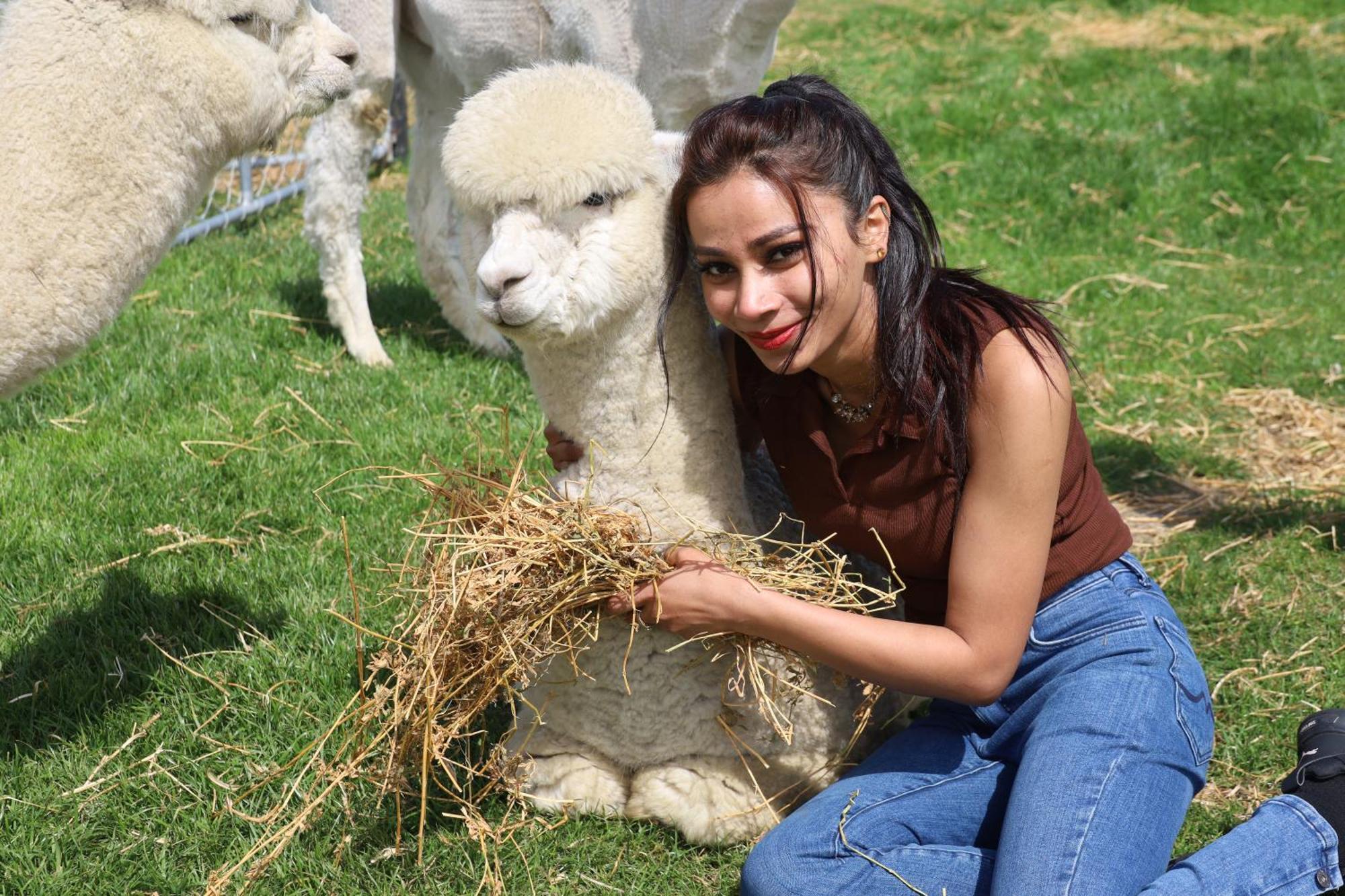 Silverstream Alpaca Farmstay & Tour Kaiapoi Esterno foto
