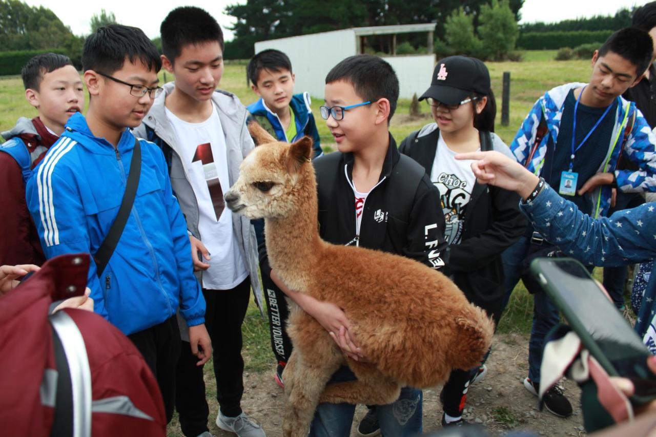 Silverstream Alpaca Farmstay & Tour Kaiapoi Esterno foto